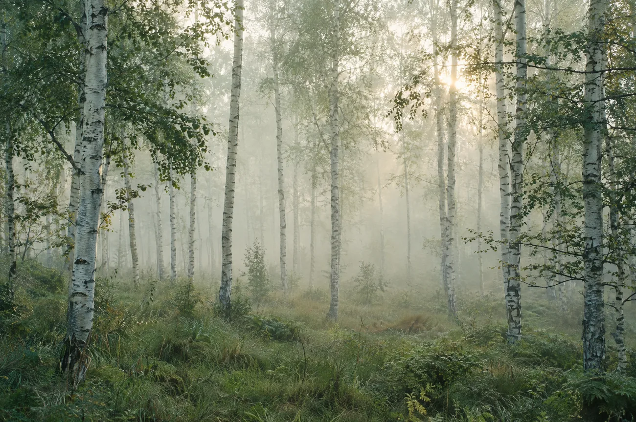 Birch forest receding into morning fog